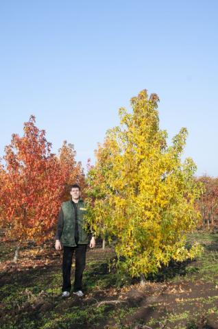 Liquidambar styraciflua Liquidambar styraciflua